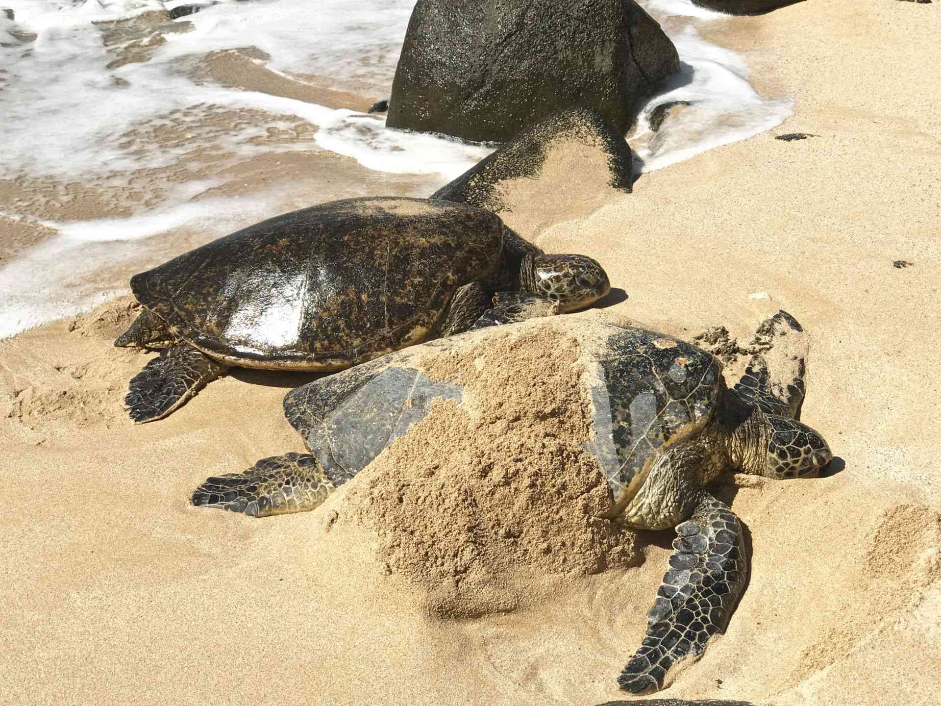 two turtles on shore