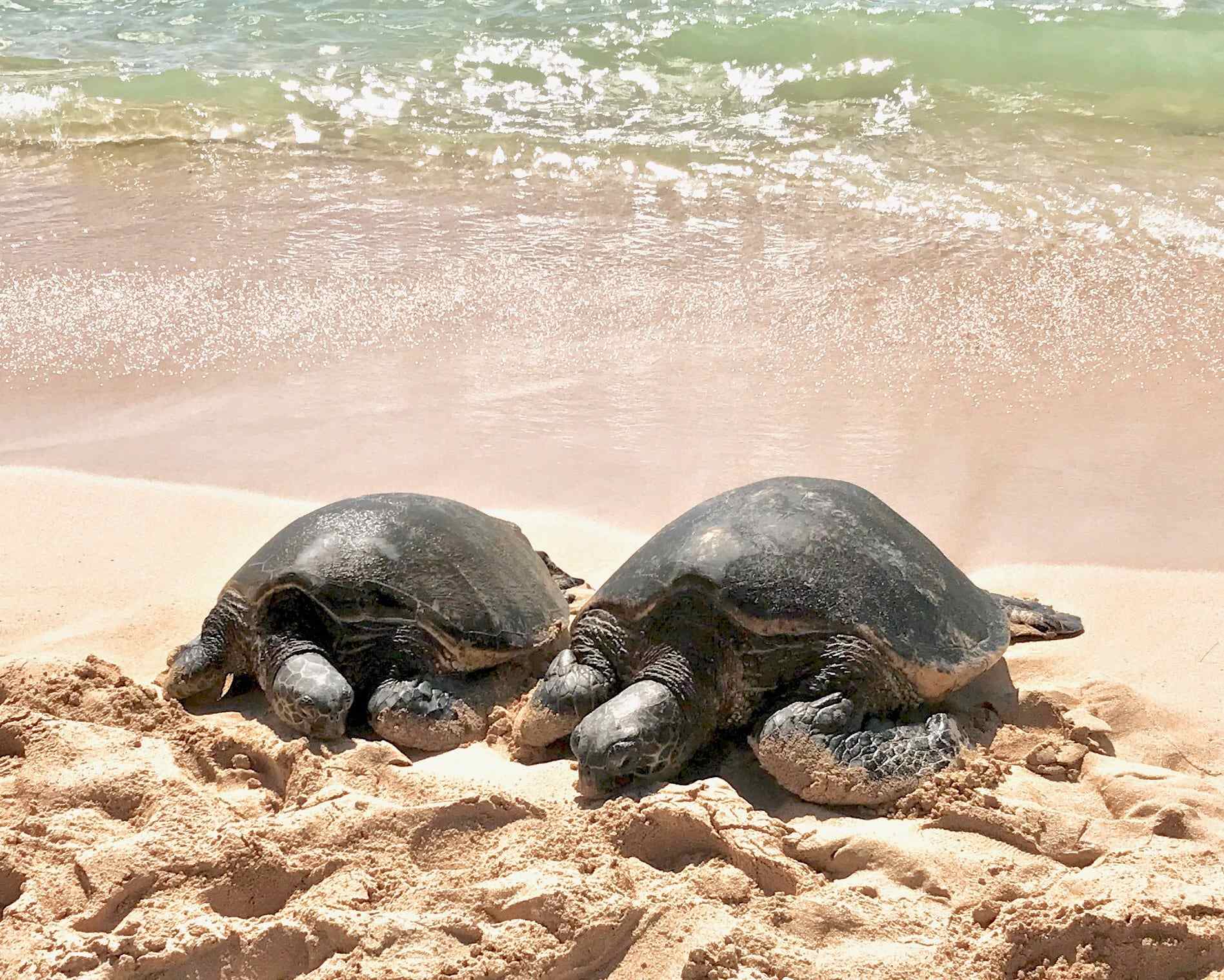 two turtles on sand