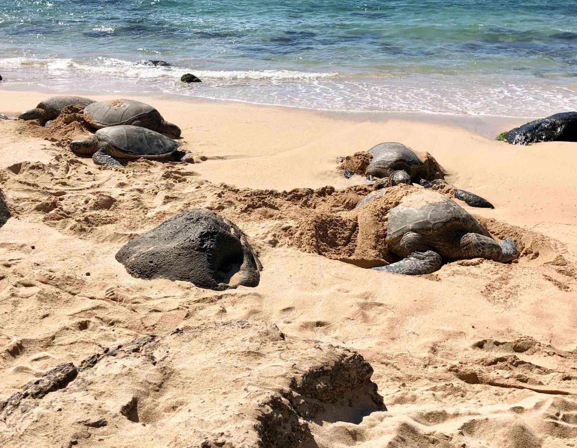 a group of turtles on the shore