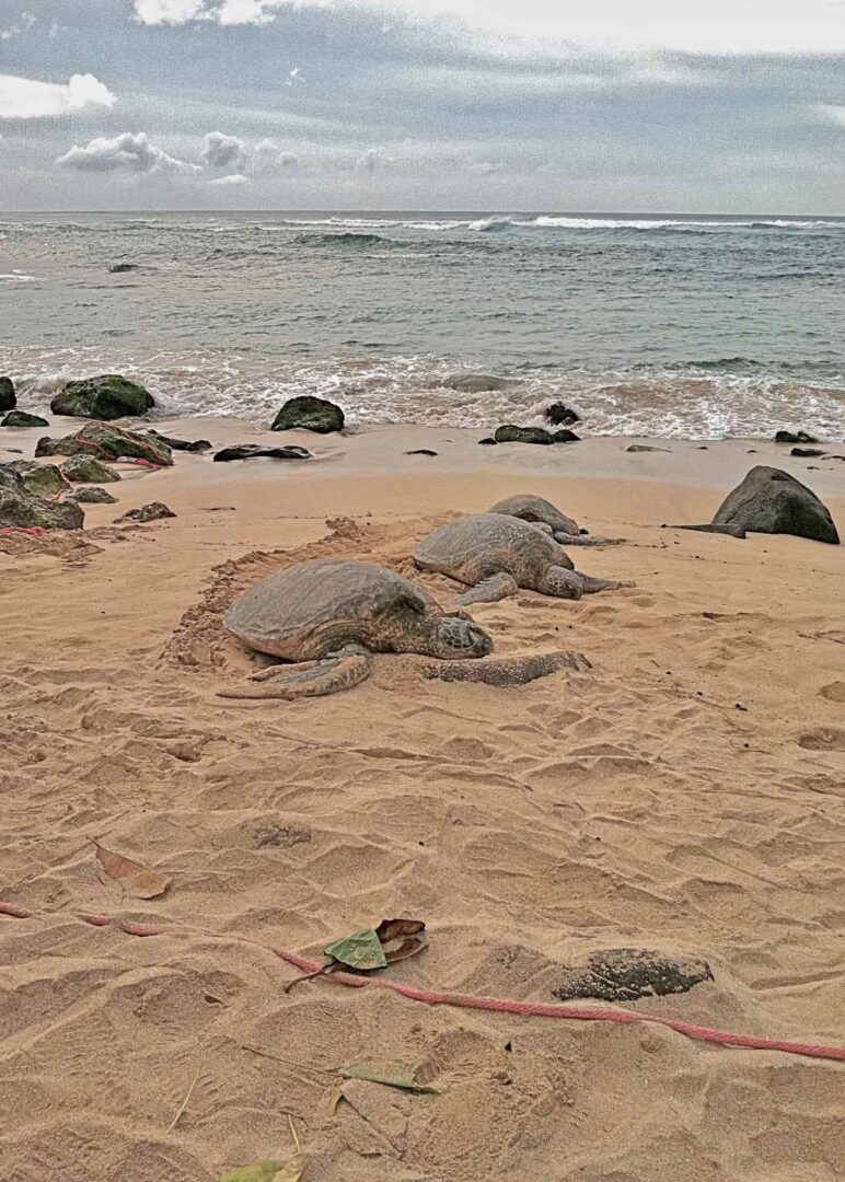 three turtles on sand