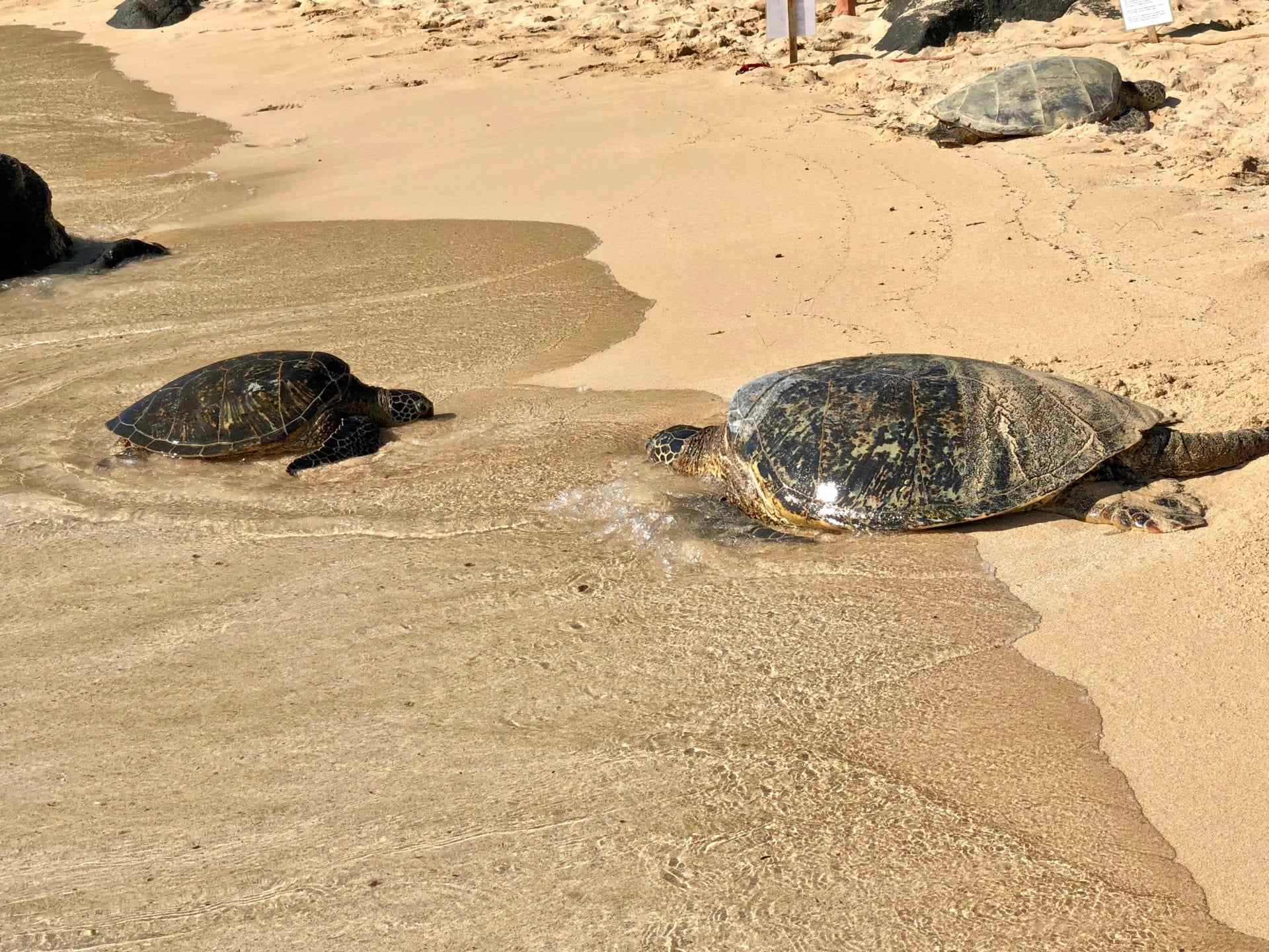three turtles on the beach