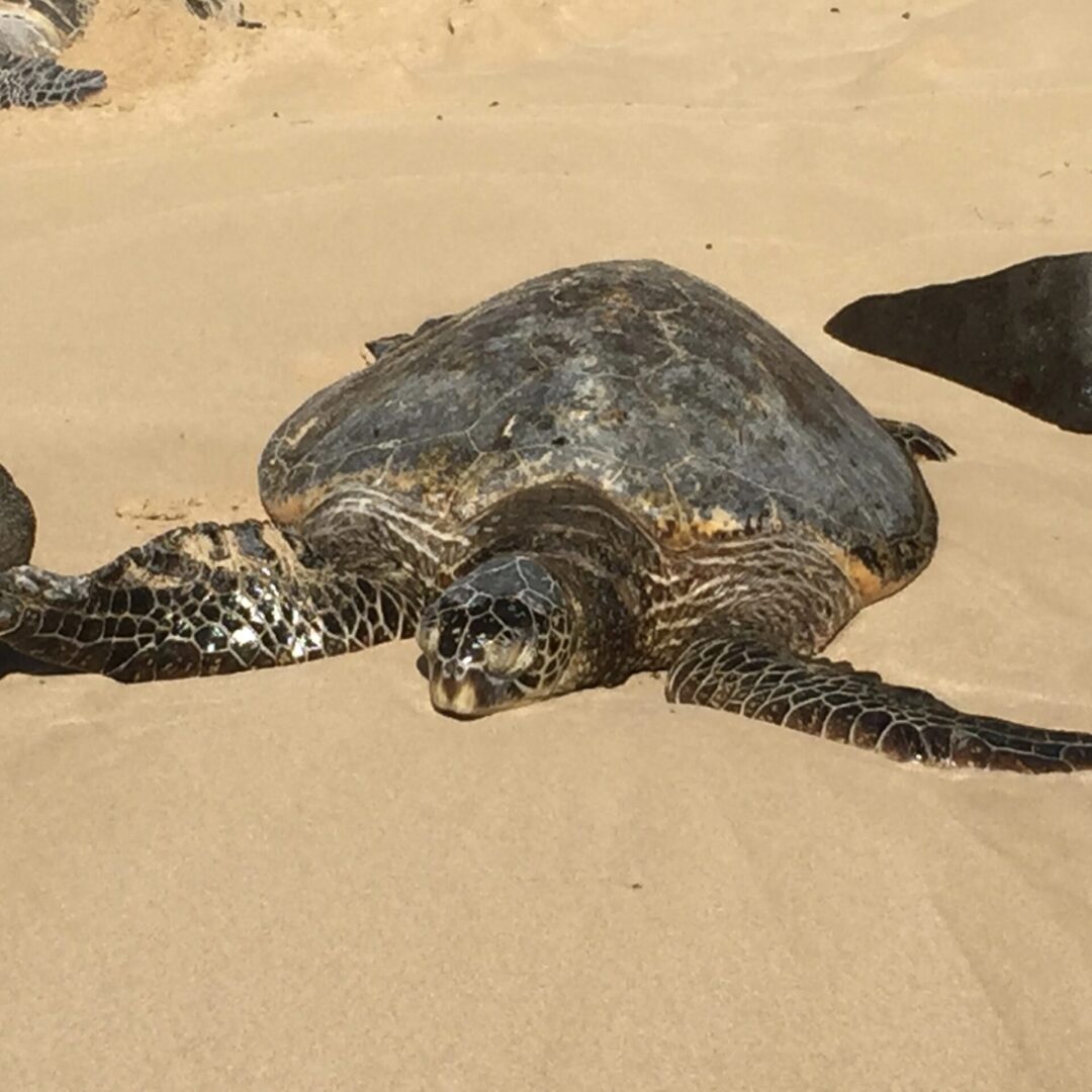 a turtle on sand