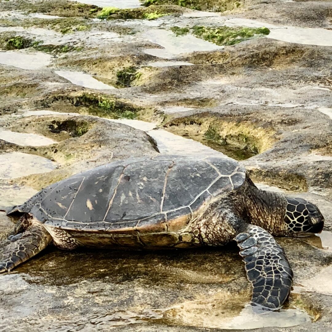 a sea turtle resting on shore