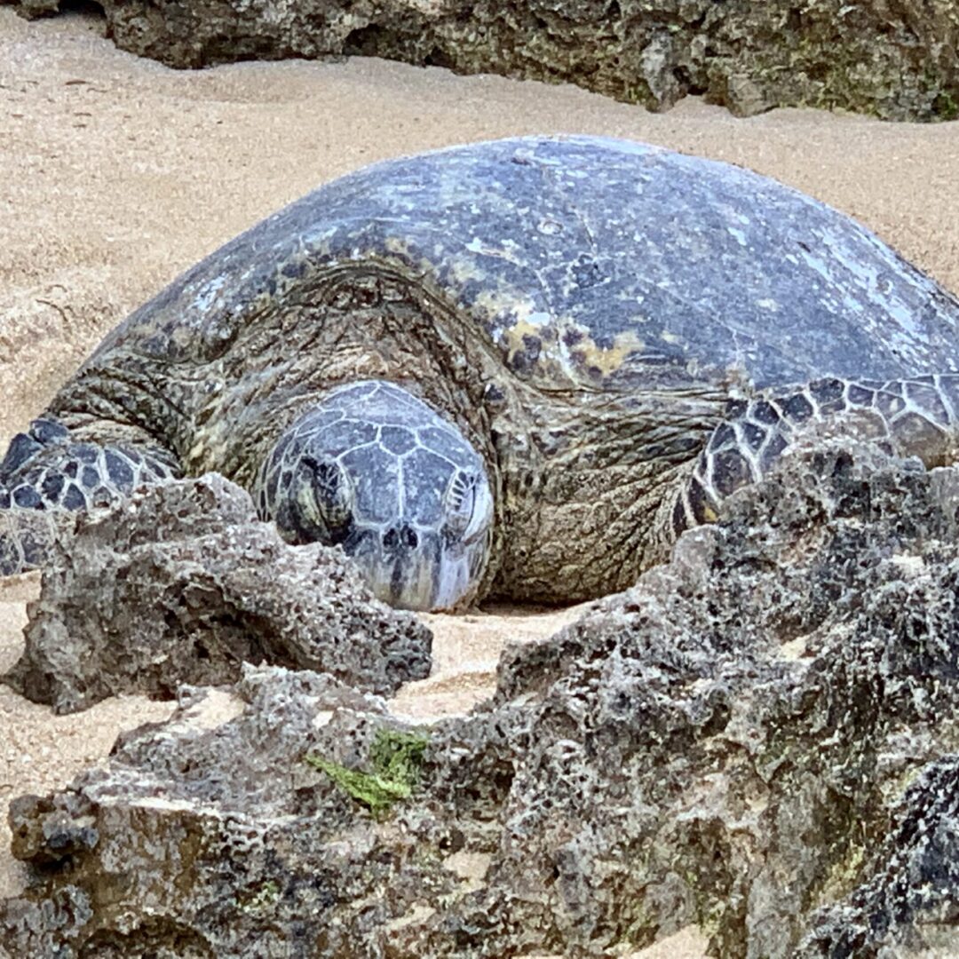 a turtle with its eyes closed
