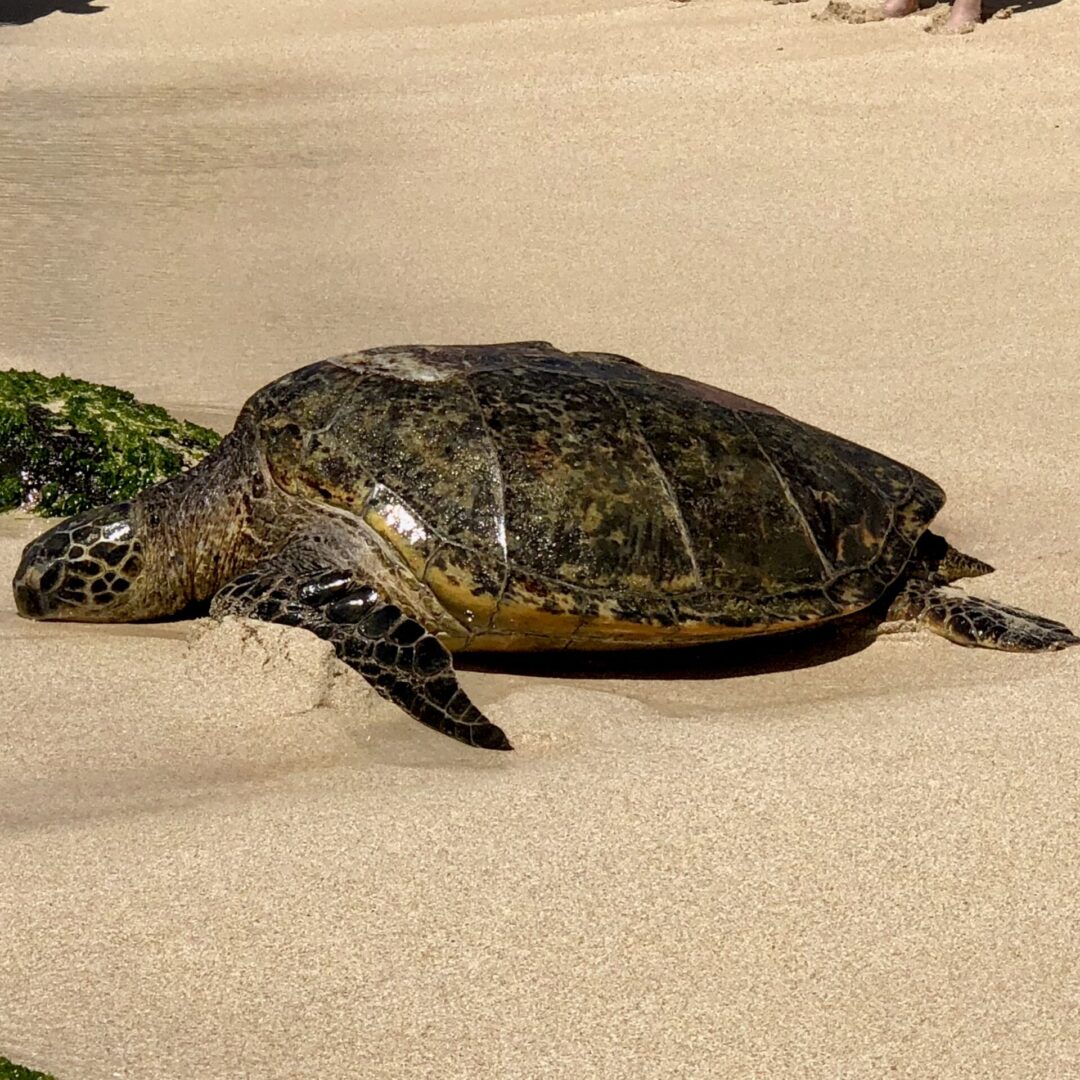 a sea turtle on sand