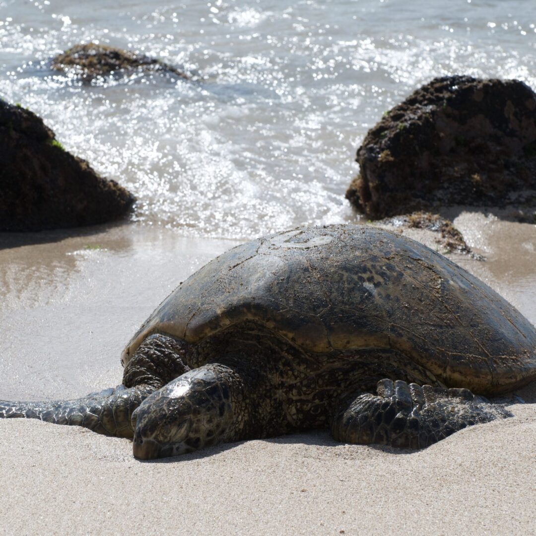 a sea turtle on the beach