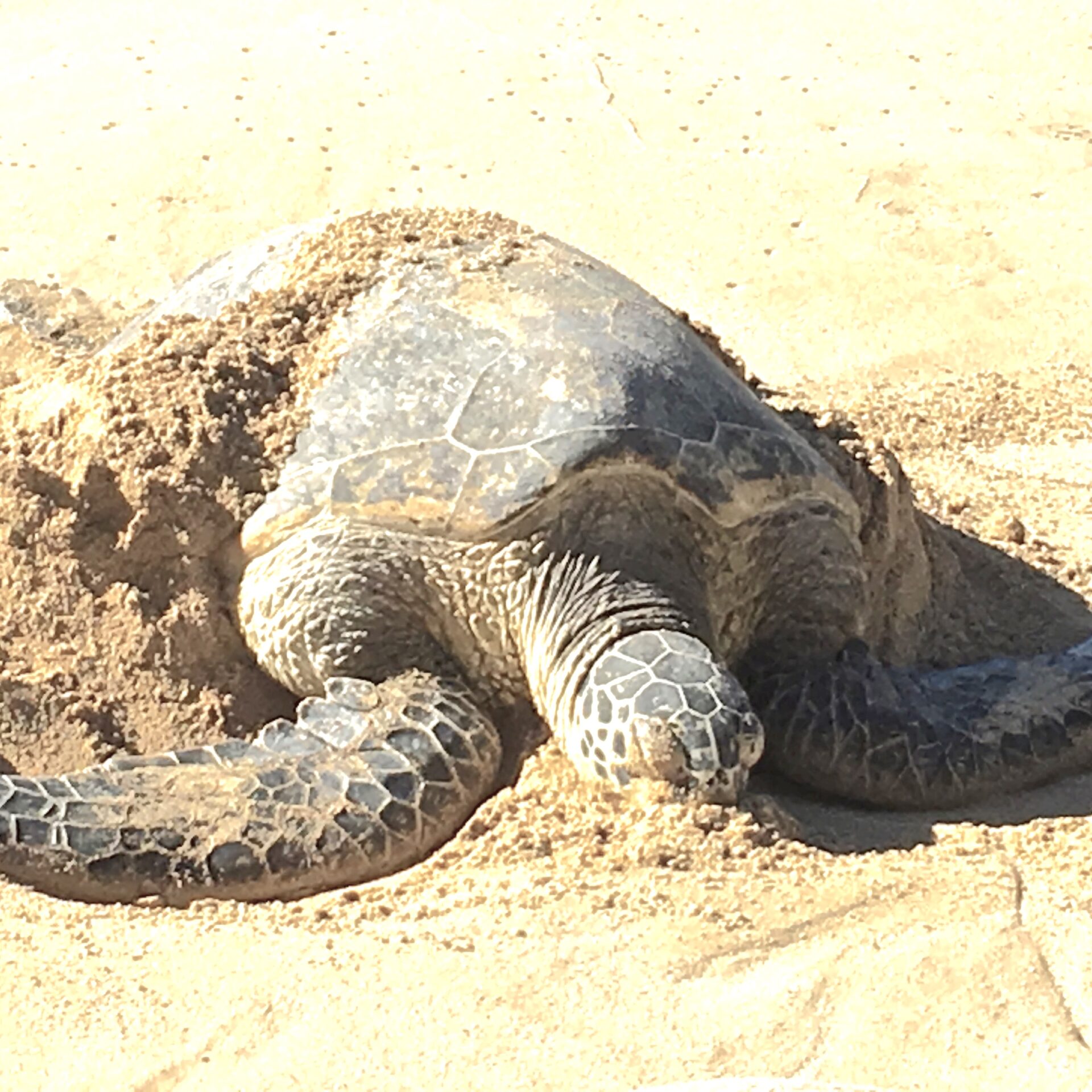 A turtle half buried in sand