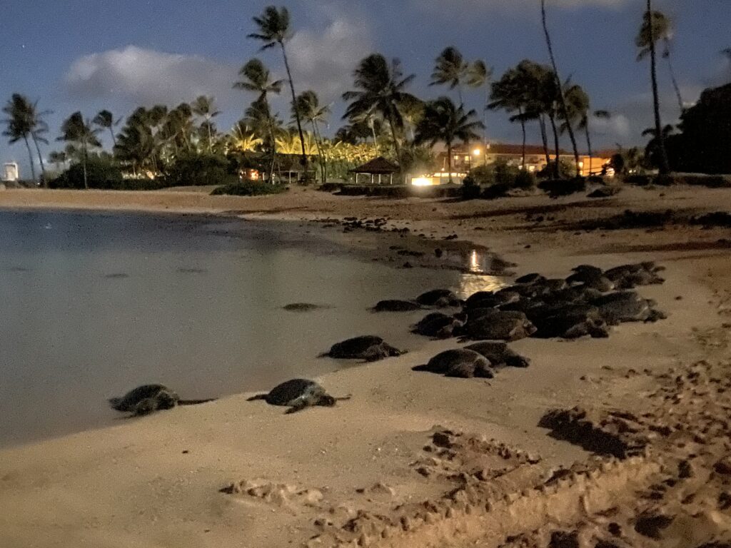 a group of turtles on the beach