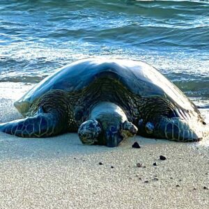 sea turtle in the beach