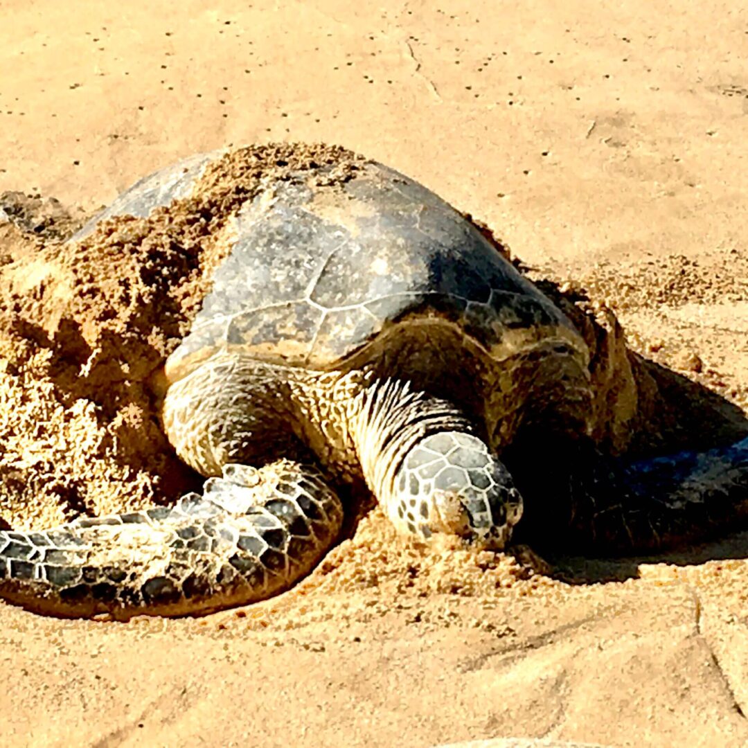 A turtle with sand on its body