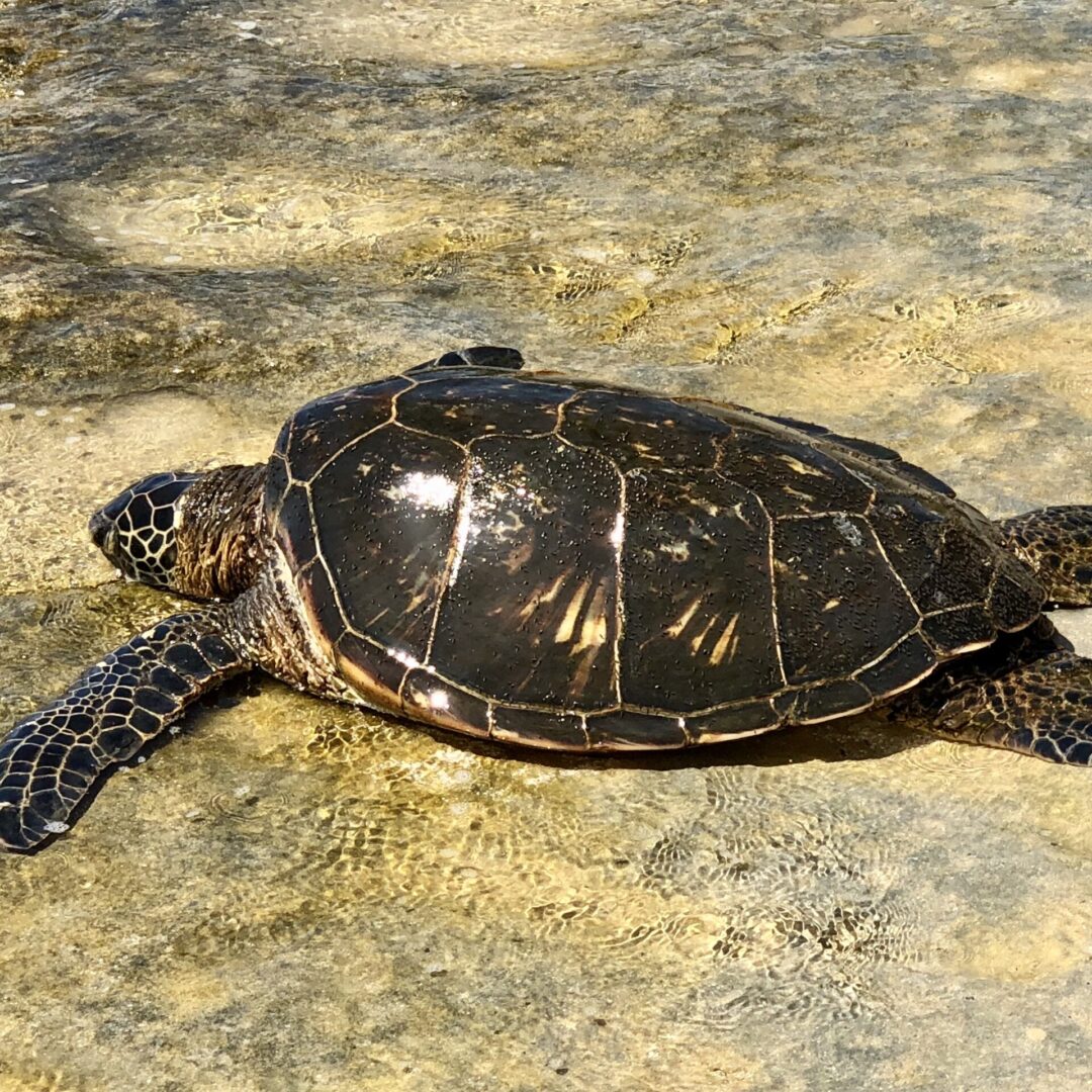A big turtle near sea on rocks