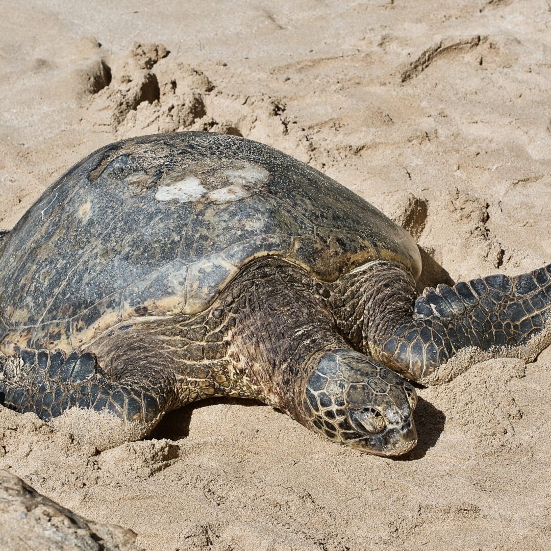 A turtle on the sand