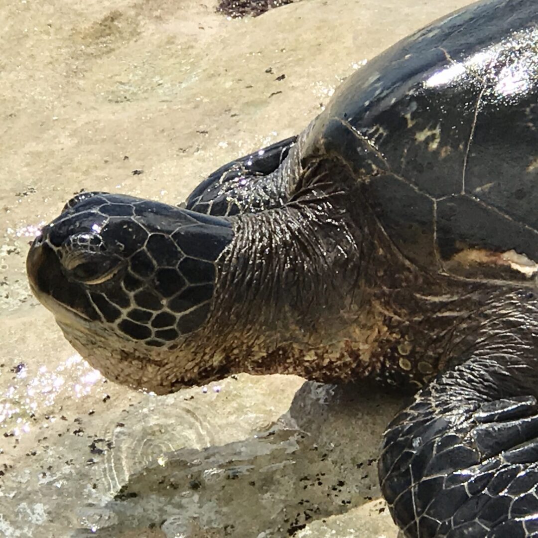 A Close Up shot of kaimana turtle in black color