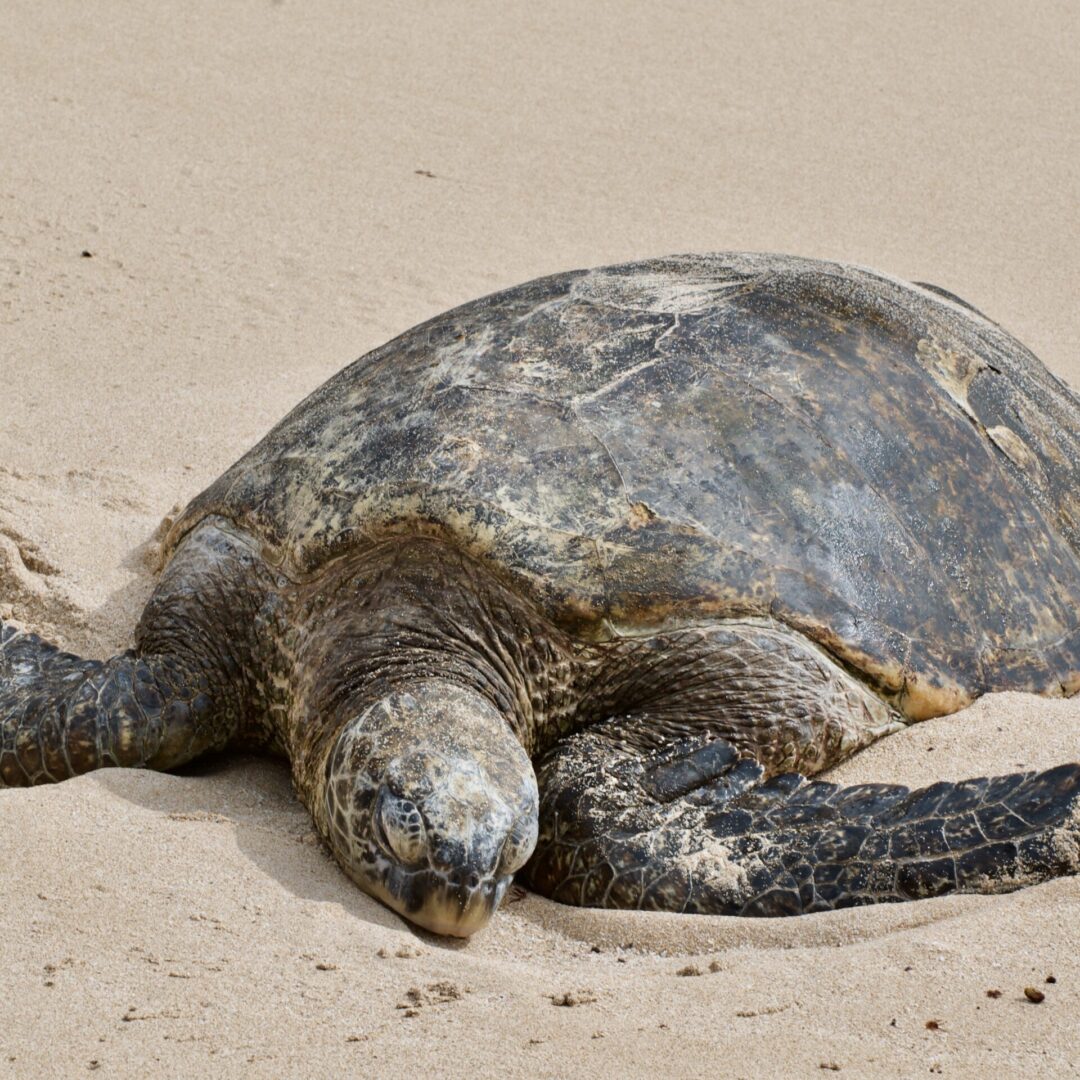 A giant size turtle sleeping on the beach