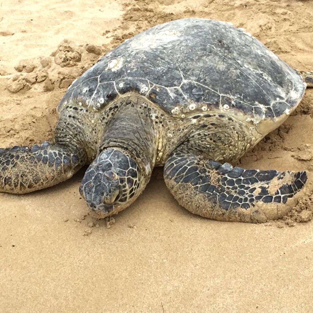 A big size turtle at a beach