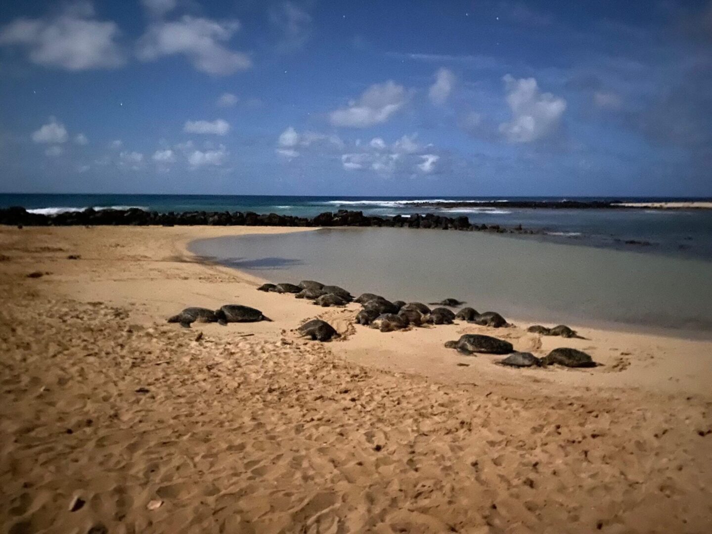 Seaside with a lot of kauai turtles