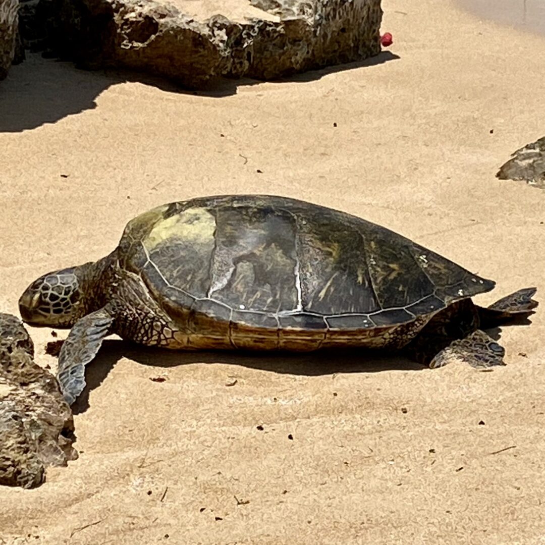 A giant size turtle on a beach near rocks