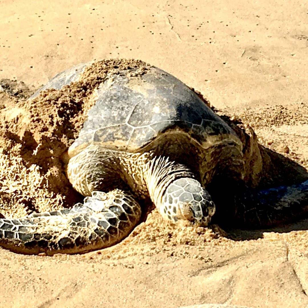 A giant size turtle covered with sand
