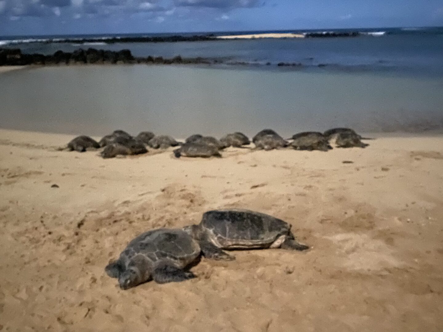 Group of turtles on a sea beach