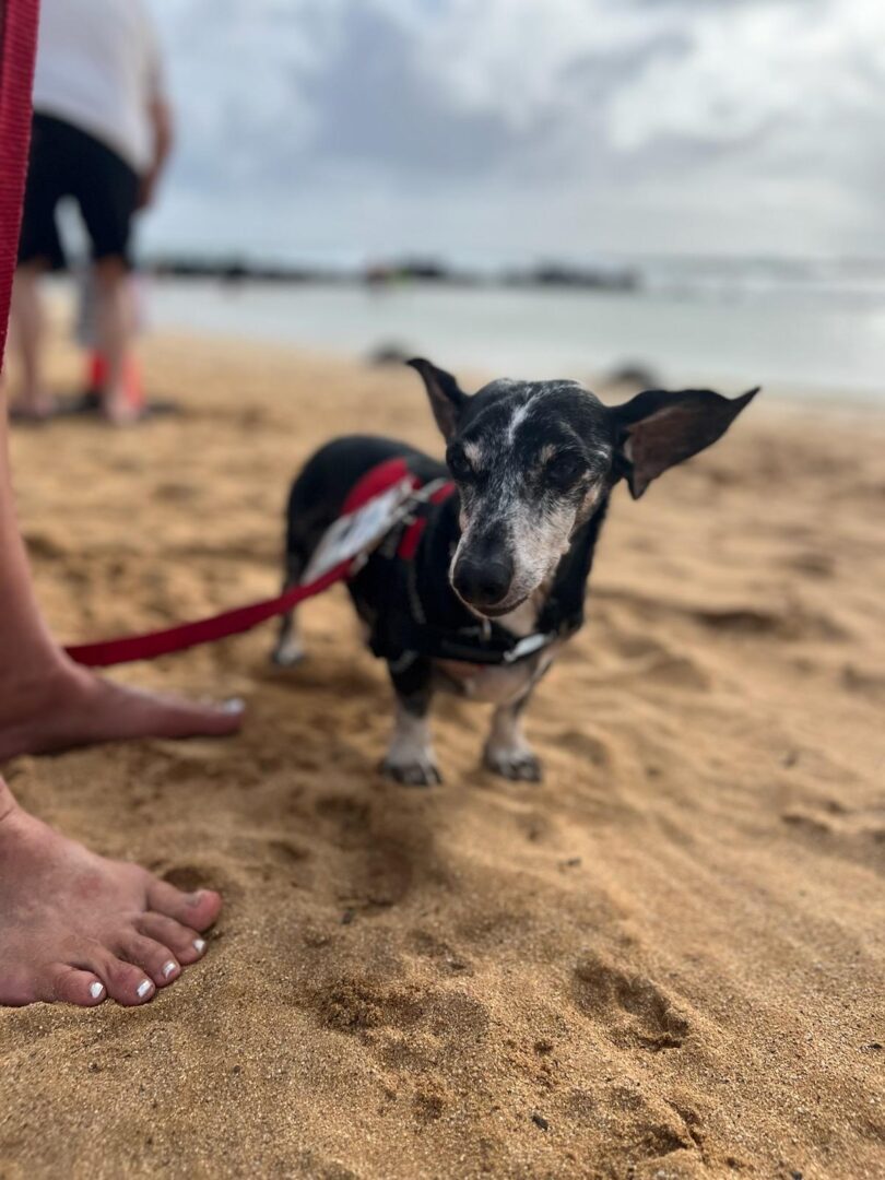 A black color dog at the beach