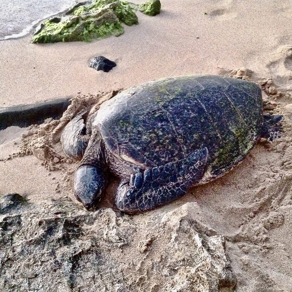 A big size turtle sleeping on a beach