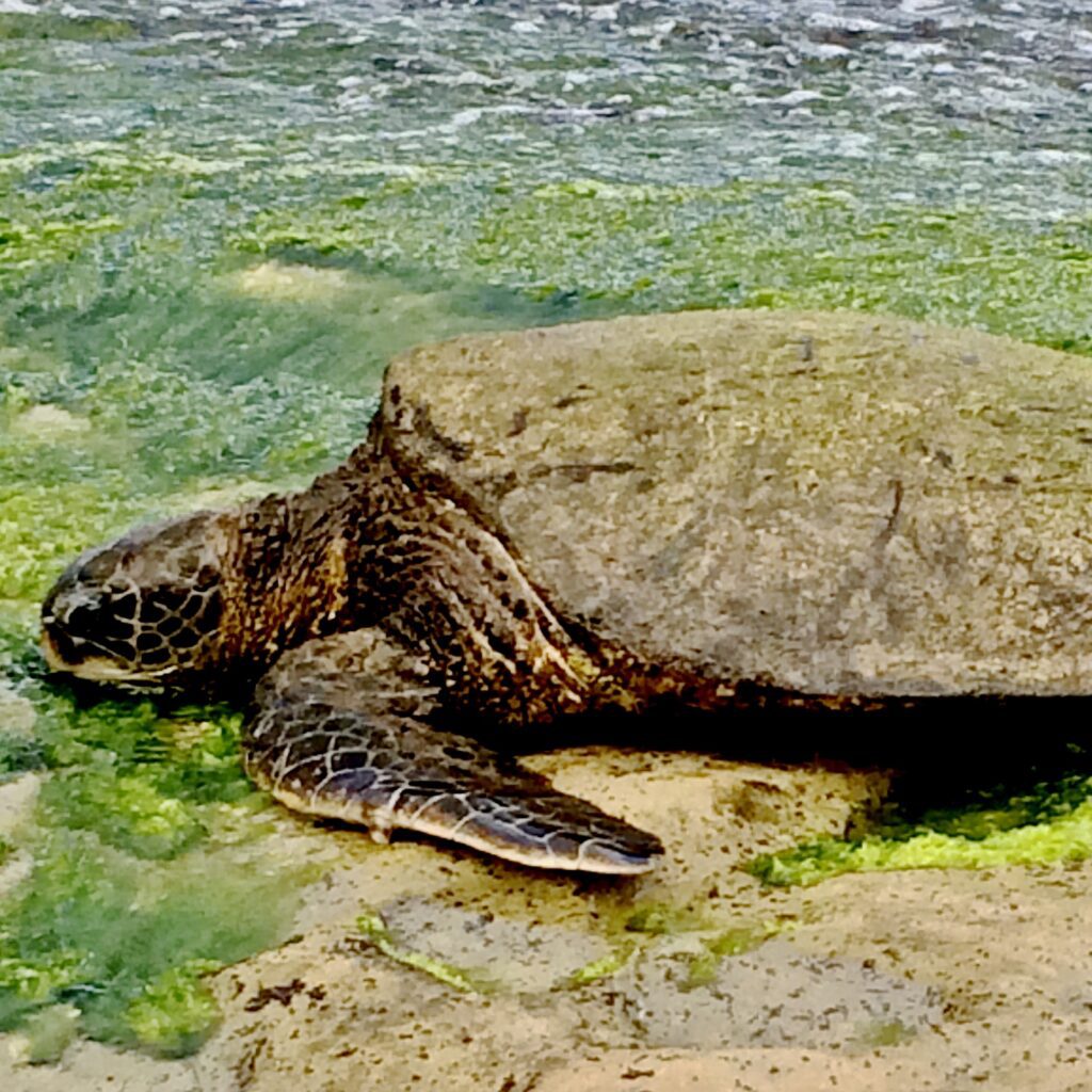 A close up shot of a big size turtle