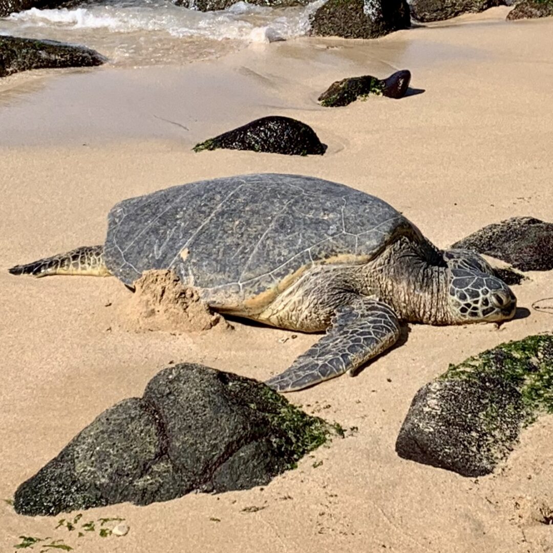 A sea turtle resting on the sand