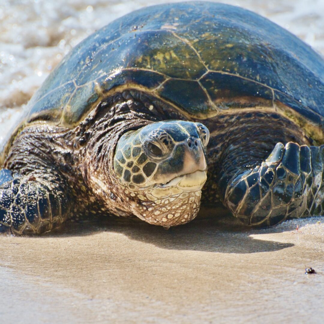 A sea turtle moving from the water