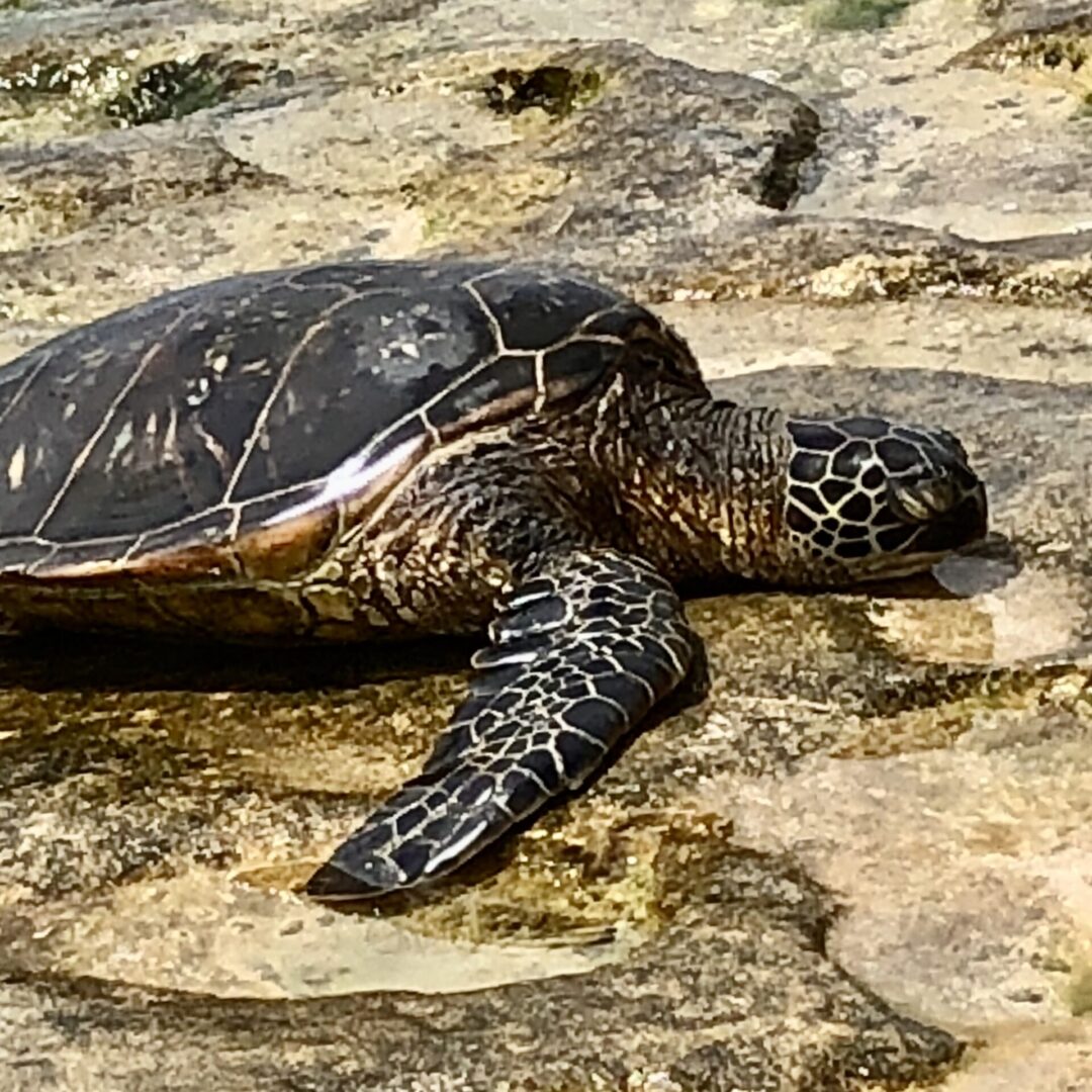 A sea turtle resting on stones in the beach