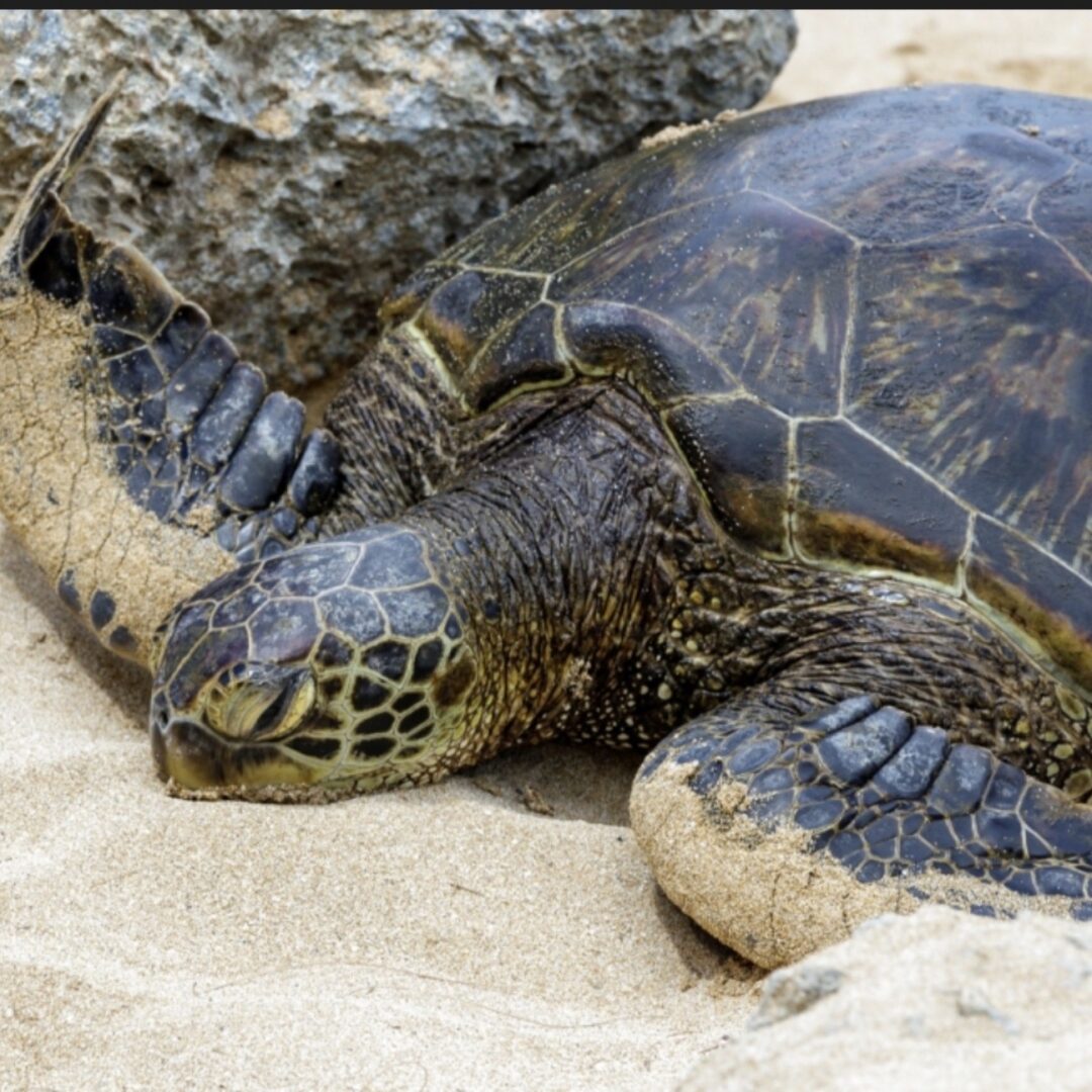 A sea turtle on the sand