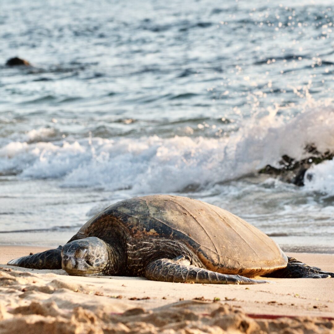 A sea turtle resting on the beach