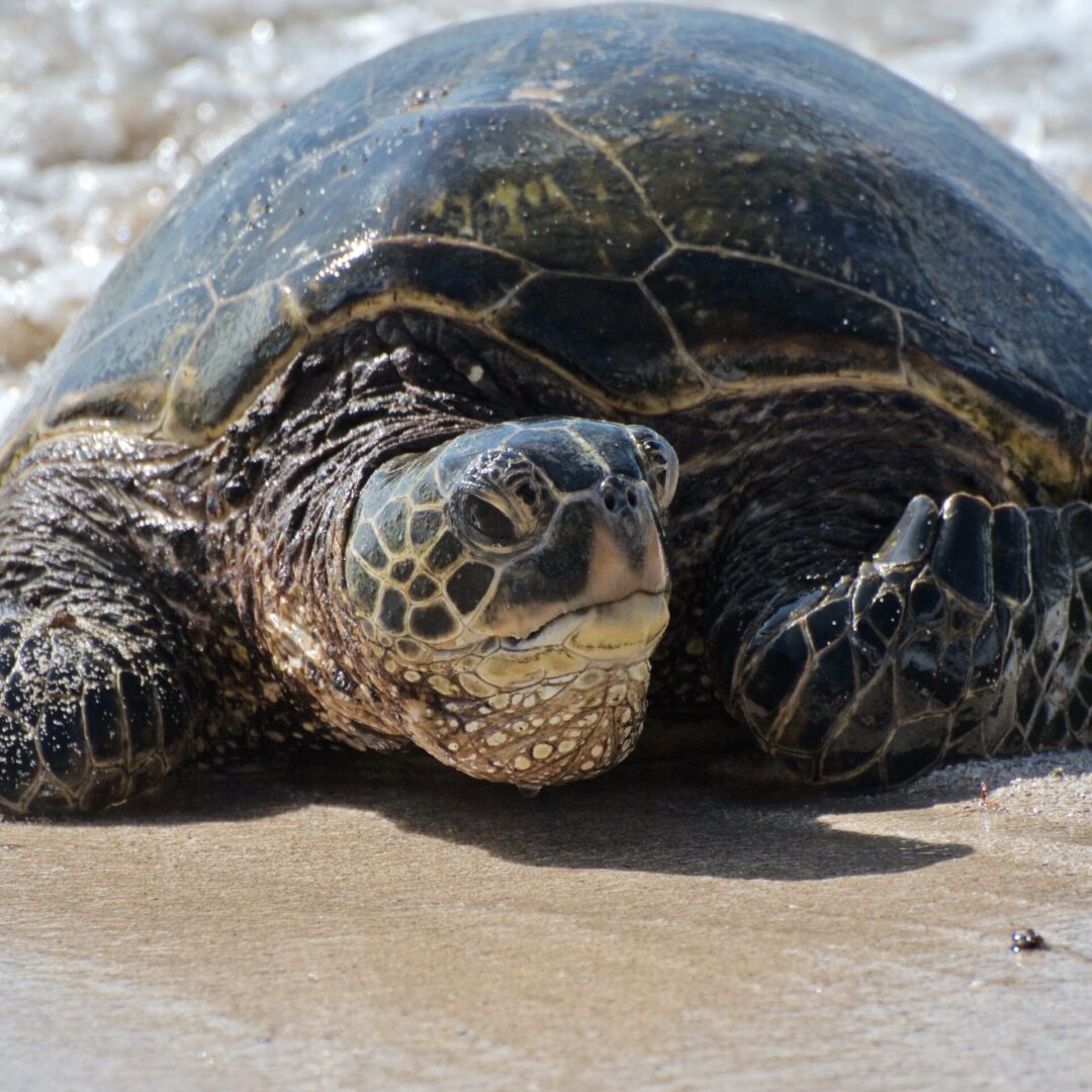 A beautiful close up shot of a turtle