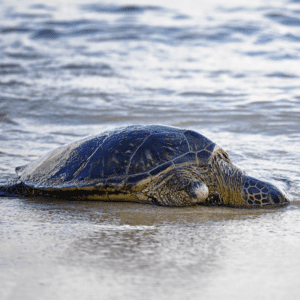 Beautiful sea turtle keeping its head under wet sand