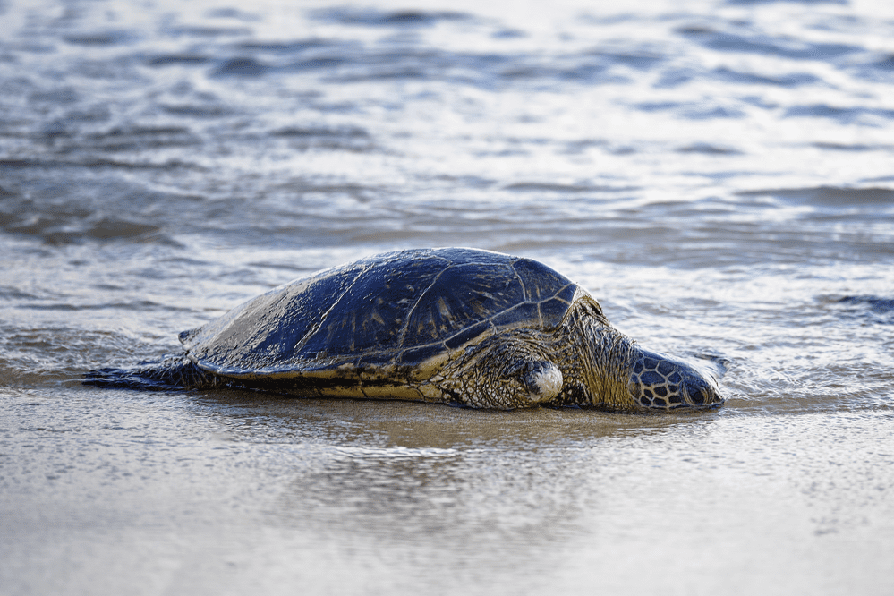 Beautiful sea turtle keeping its head under wet sand