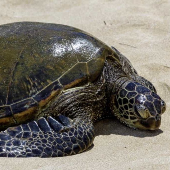 A beautiful turtle lying on hot sand